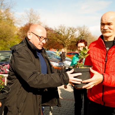 Akcja rozdawania krzewów w Pszczynie - 26.04.2023