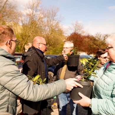 Akcja rozdawania krzewów w Pszczynie - 26.04.2023