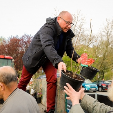 Akcja rozdawania krzewów w Pszczynie - 26.04.2023