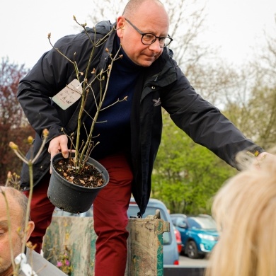 Akcja rozdawania krzewów w Pszczynie - 26.04.2023