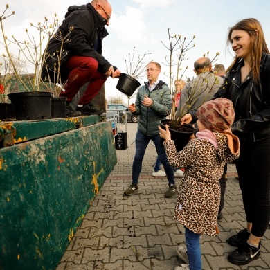 Akcja rozdawania krzewów w Pszczynie - 26.04.2023