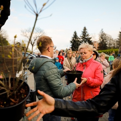 Akcja rozdawania krzewów w Pszczynie - 26.04.2023