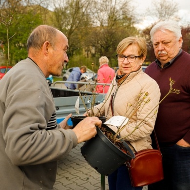 Akcja rozdawania krzewów w Pszczynie - 26.04.2023