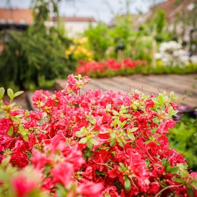 Ogrody Daisy w Pszczynie - 19.05.2023