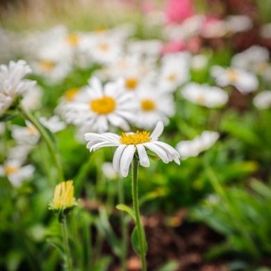 Ogrody Daisy w Pszczynie - 19.05.2023