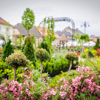 Ogrody Daisy w Pszczynie - 19.05.2023