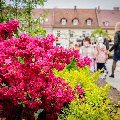 Ogrody Daisy w Pszczynie - 19.05.2023