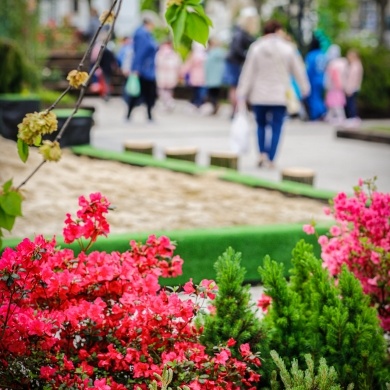 Ogrody Daisy w Pszczynie - 19.05.2023