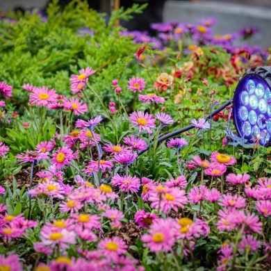 Ogrody Daisy w Pszczynie - 19.05.2023