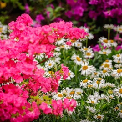 Ogrody Daisy w Pszczynie - 19.05.2023