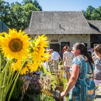 Święto Ziół w Pszczynie - 15.08.2023