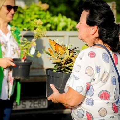 Akcja rozdawania krzewów w Pszczynie - 03.10.2023