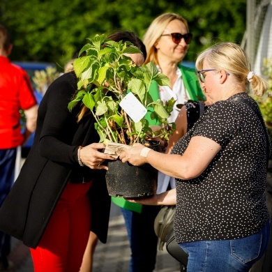 Akcja rozdawania krzewów w Pszczynie - 03.10.2023