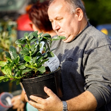 Akcja rozdawania krzewów w Pszczynie - 03.10.2023