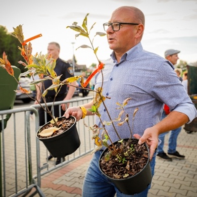 Akcja rozdawania krzewów w Pszczynie - 03.10.2023