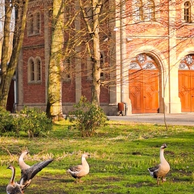 Gęsi kubańskie w Parku Zamkowym w Pszczynie - 19.03.2024