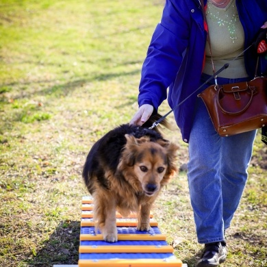 Nowy psi park w Pszczynie - 28.03.2024