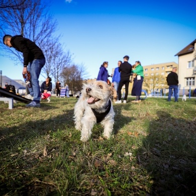 Nowy psi park w Pszczynie - 28.03.2024