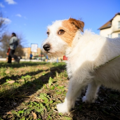 Nowy psi park w Pszczynie - 28.03.2024